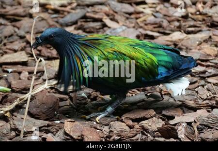 Gros plan d'un pigeon Nicobar avec de belles plumes vertes et bleues Banque D'Images