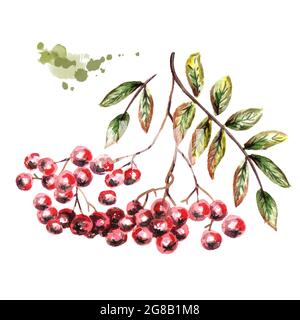 Bouquet d'automne de Rowan. Illustration aquarelle dessinée à la main Banque D'Images