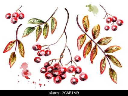 Bouquet d'automne de Rowan. Illustration aquarelle dessinée à la main Banque D'Images