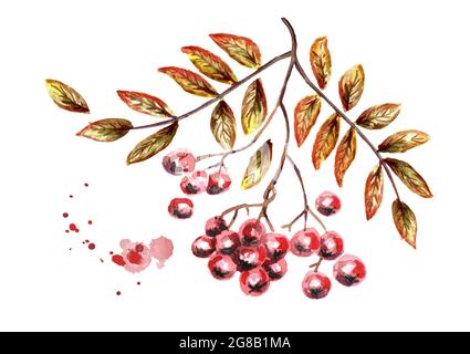 Bouquet d'automne de Rowan. Illustration aquarelle dessinée à la main Banque D'Images