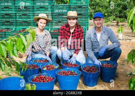 Les agriculteurs posant près de boîtes avec des cerises récoltées Banque D'Images