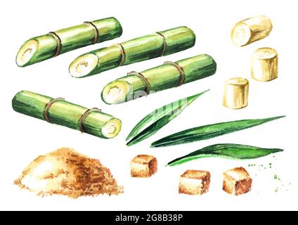 Ensemble d'éléments de canne à sucre. Aquarelle illustration dessinée à la main isolée sur fond blanc Banque D'Images