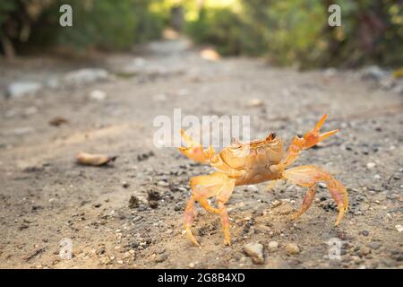 Crabe de terre en position défensive Banque D'Images