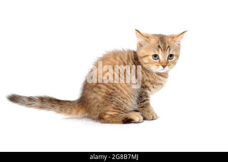 un chaton de race rouge au gingembre rayé se trouve sur un fond blanc Banque D'Images