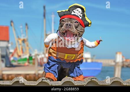 Drôle riant chien de taureaux français vêtu en costume de pirate avec chapeau et bras de crochet Banque D'Images