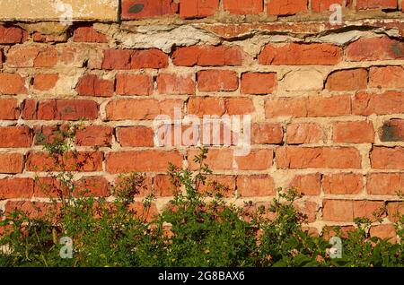 L'herbe avec des fleurs jaunes pousse près du mur de brique rouge.Arrière-plan. Banque D'Images