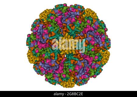 Structure pseudo-atomique du virus du papillome humain de type 59, modèle de surface gaussienne 3D, schéma de couleur de l'ID de chaîne, basé sur le PDB 5jb1, fond blanc Banque D'Images