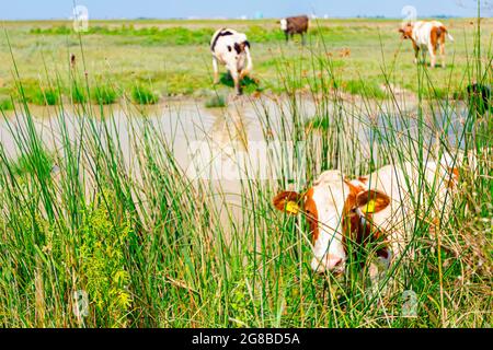 Un troupeau de vaches domestiques sur la rive près de l'étang au point d'eau, un curieux regardant la caméra, posant. Banque D'Images