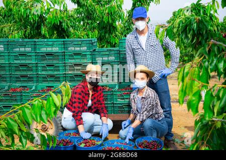 Équipe d'agriculteurs posant avec les cerises récoltées Banque D'Images