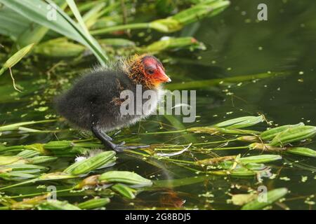 Un adorable bébé, Fulica atra, debout sur des plantes aquatiques au bord d'un lac. Banque D'Images