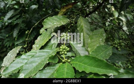 Gros plan d'une branche d'arbre de café pleine de grains de café vert immature Banque D'Images