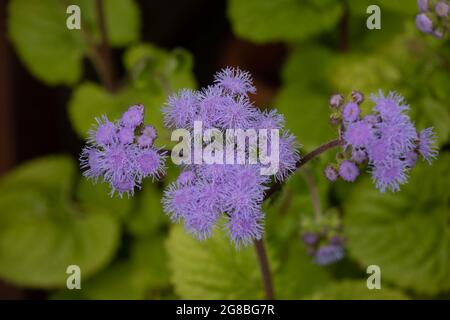 Ageratum Blue Mink en fleur Banque D'Images