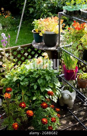 Fleurs d'été dans des conteneurs sur une terrasse dans le jardin arrière Banque D'Images