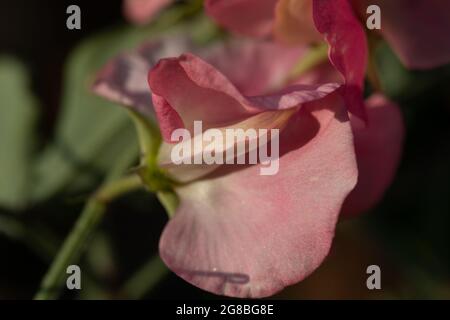 Saumon rose pâle en fleur Banque D'Images