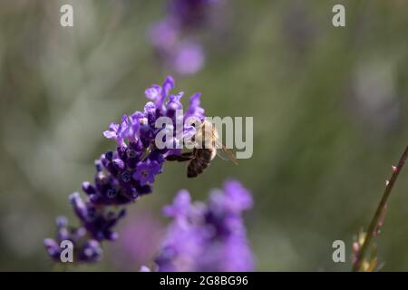 Recherche de miel et d'abeille (APIs mellifera) sur la lavande (Lavandula angustifolia) Banque D'Images