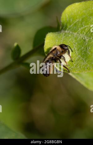 Feuille Cutter Bee au travail sur un arbre de Quince Banque D'Images