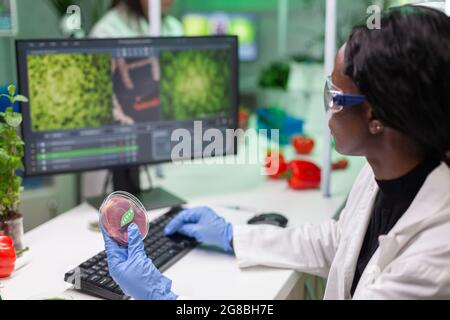 Chercheur chimiste africain tenant la boîte de Pétri avec la viande vegan entre les mains tout en dactylographiant la mutation génétique sur ordinateur. Chercheur scientifique examinant les aliments génétiquement modifiés à l'aide de substances chimiques travaillant en laboratoire de microbiologie. Banque D'Images