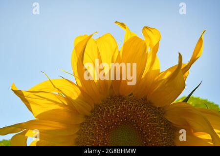 Gros plan d'un beau tournesol lumineux sur fond bleu ciel. Tournesol jaune. Banque D'Images