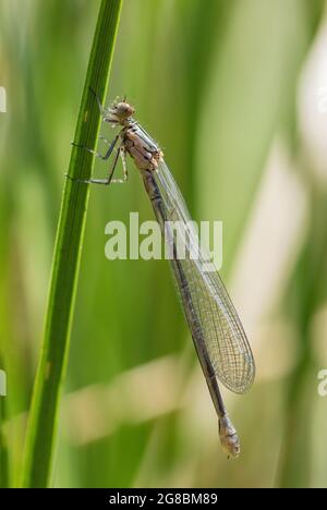 Azur Damselfly - Coenagrion puella, bleu commun damselfly des eaux fraîches européennes, Stramberk, République tchèque. Banque D'Images