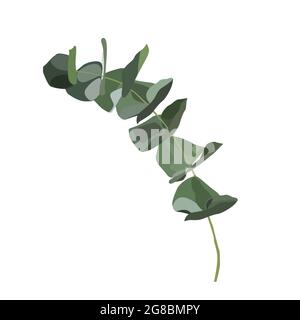 Dessin de ligne continue de branche d'eucalyptus argent dollar. Un art minimalisme de ligne Illustration de Vecteur
