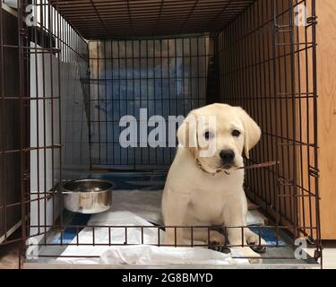 Le chiot du Labrador, mignon triste, âgé de six semaines, est assis dans une cage de fer attachée à la laisse. Chien enchaîné Banque D'Images