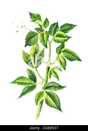 Plante médicinale Aepopodium podagraria ou aîné, tige et feuilles, illustration à la main aquarelle, isolée sur fond blanc Banque D'Images