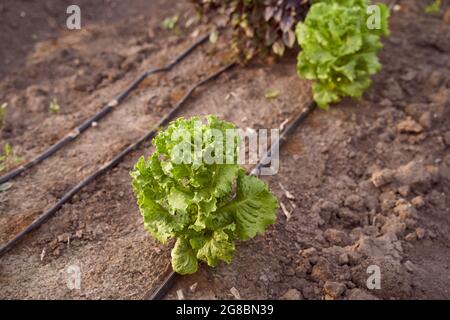 Jeune laitue fraîche avec aneth parfumé dans la ferme écologique. Jardin potager écologique. Vert bio lactuca sativa. GR. Annuel Banque D'Images