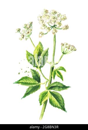 Plante médicinale Aepopodium podagraria ou aîné, tige, fleurs et feuilles, Aquarelle illustration dessinée à la main isolée sur fond blanc Banque D'Images