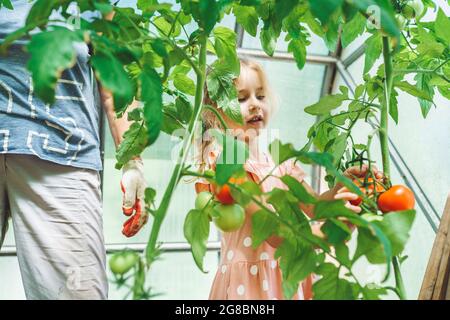 Jeune fille de cinq ans cueillant des tomates biologiques rouges mûres en serre avec sa grand-mère méconnaissable en arrière-plan. Banque D'Images