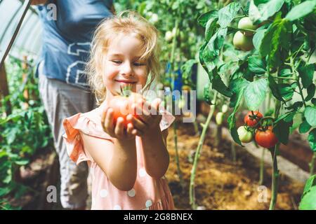 Jeune fille de cinq ans cueillant des tomates biologiques rouges mûres en serre avec sa grand-mère méconnaissable en arrière-plan. Banque D'Images