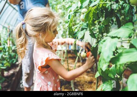 Jeune fille de cinq ans cueillant des tomates biologiques rouges mûres en serre avec sa grand-mère méconnaissable en arrière-plan. Banque D'Images