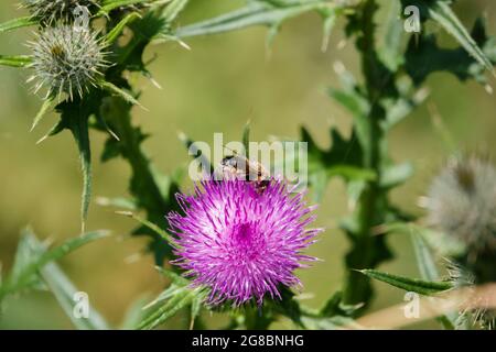 Abeille sur une belle tête de fleur rose du Thistle rampant (Cirsium arvense) en pleine croissance sauvage sur la plaine de Salisbury, Royaume-Uni Banque D'Images