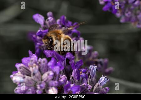 Abeille Bumble collectant le nectar de la lavande Banque D'Images