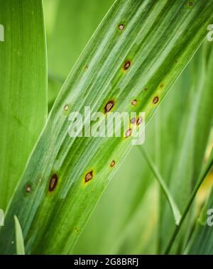 Taches fongiques sur les feuilles. Maladies des plantes communes. Tache noire ou taches sur la plante de jardin. Tiges infectées par la brûlure. Blessures de chancre par des bactéries pathogènes Banque D'Images