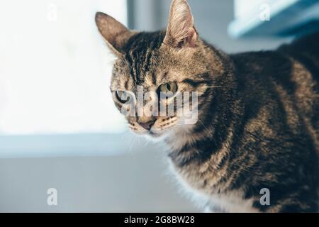 Regard de chat, animal adorable, compagnie à la maison, chat par la fenêtre Banque D'Images