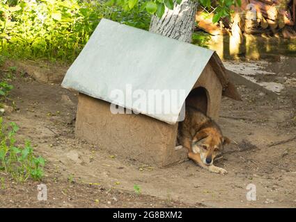 Gros plan d'un chien brun allongé dans la maison de chien. Banque D'Images