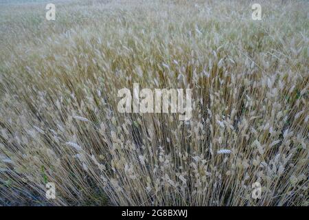 gros plan sur la récolte de blé doré. vue du dessus. saison de récolte. Banque D'Images