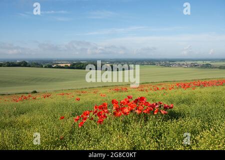 Coquelicots auto-ensemencés poussant dans une culture de lin, lin, lin bleu, Linum usitatissimum, vue vers Chichester, Banque D'Images