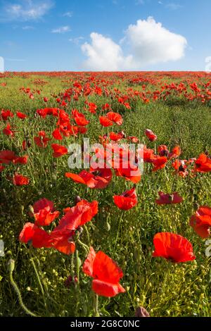 Champ de coquelicots rouges sur le côté d'une colline contre ciel bleu avec des nuages blancs, coquelicots à l'horizon, horizon.growing dans le champ de Flax, Linseed, Banque D'Images