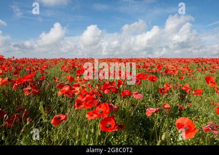 Champ de coquelicots rouges sur le côté d'une colline contre ciel bleu avec des nuages blancs, coquelicots à l'horizon, horizon.growing dans le champ de Flax, Linseed, Banque D'Images