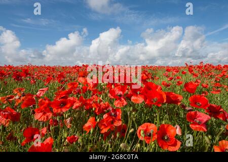 Champ de coquelicots rouges sur le côté d'une colline contre ciel bleu avec des nuages blancs, coquelicots à l'horizon, horizon.growing dans le champ de Flax, Linseed, Banque D'Images