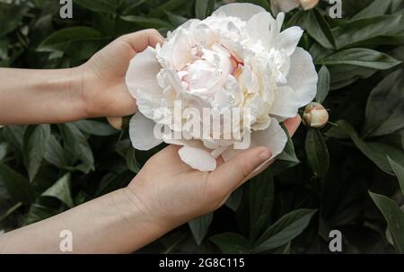 Les mains des enfants tiennent une fleur de pivoine qui pousse sur une brousse. Banque D'Images