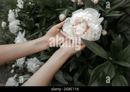 Les mains des enfants tiennent une fleur de pivoine blanche qui pousse sur une brousse. Banque D'Images