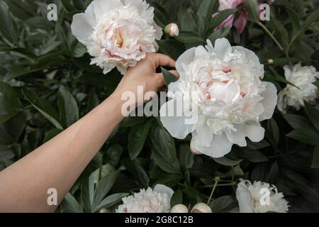 Les mains des enfants tiennent une fleur de pivoine blanche qui pousse sur une brousse. Banque D'Images