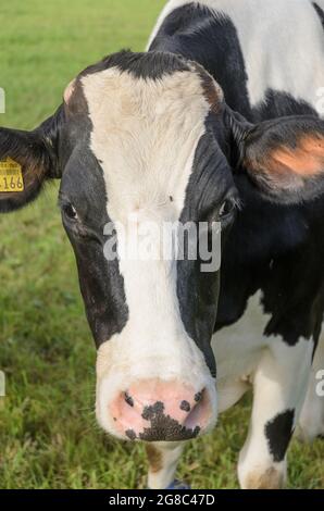 Bovins Fleckvieh (Bos primigenius taurus) vache regardant directement la caméra, bétail dans un pâturage en Allemagne, Europe Banque D'Images