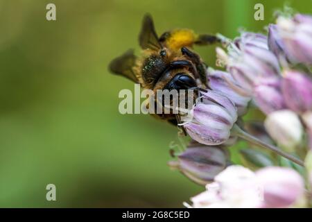 Andena sp. Exploitation de l'abeille sur une fleur Banque D'Images