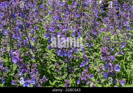 Gros plan de nepeta catnip violet fleurs fleurir dans un jardin fleuri en été Angleterre Royaume-Uni Grande-Bretagne Banque D'Images