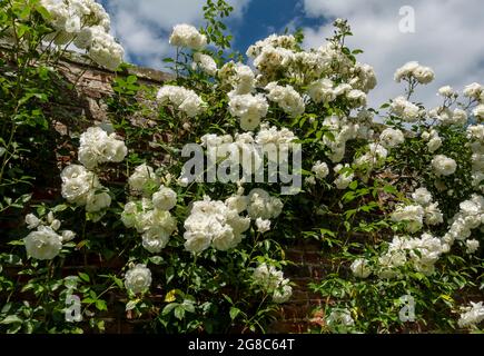 Fleurs de rose blanche ‘Iceberg’ fleurs fleurir sur un mur dans un jardin en été Angleterre Royaume-Uni Grande-Bretagne Banque D'Images