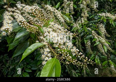 Gros plan des fleurs de l'usine d'arbustes de Cherry Laurel English en été Angleterre Royaume-Uni Grande-Bretagne Banque D'Images