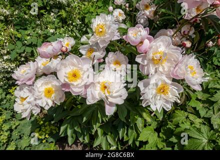 Gros plan de pivoines blanches roses fleurs de pivoines dans le jardin de la maison en été Angleterre Royaume-Uni Grande-Bretagne Grande-Bretagne Banque D'Images